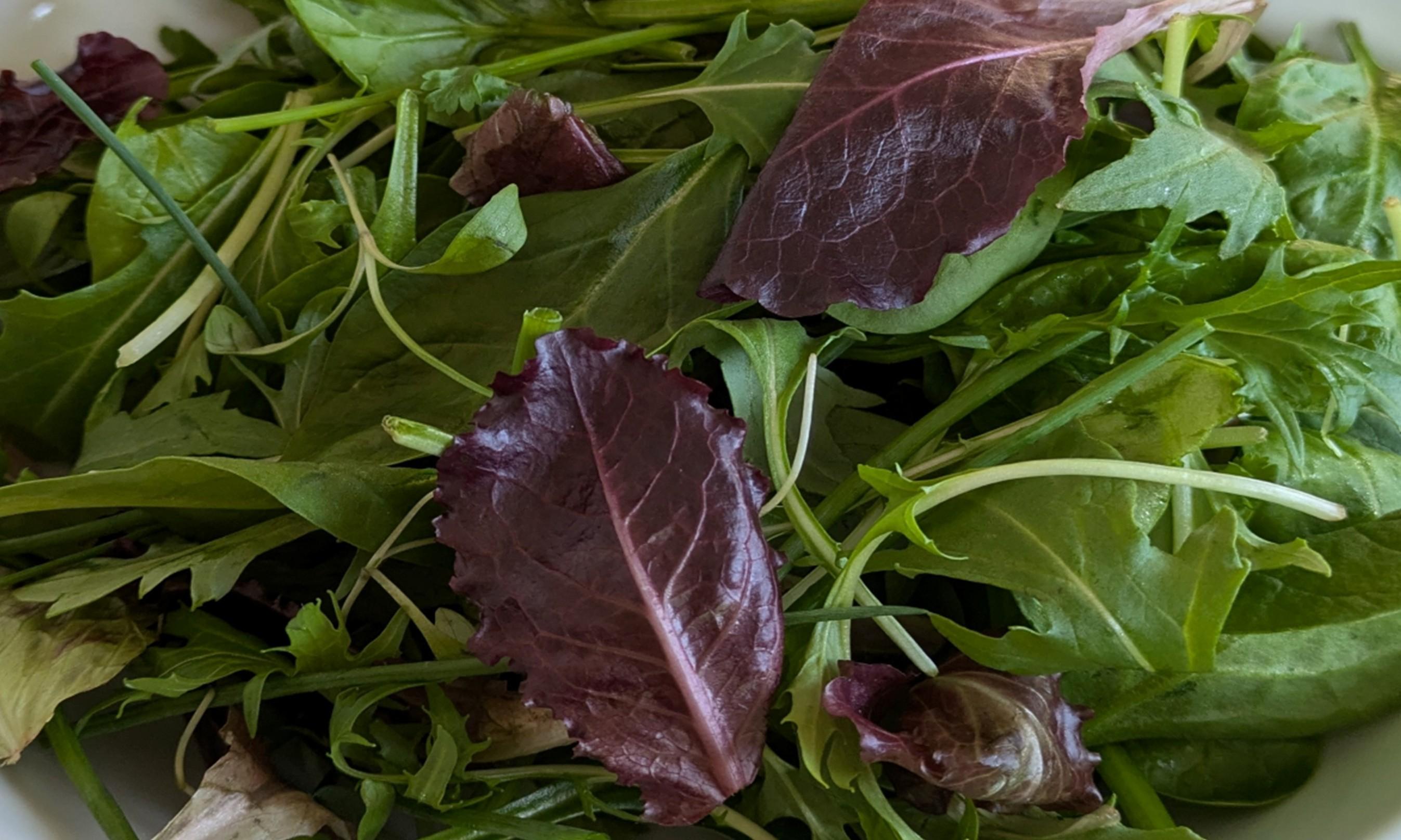 An image of salad leaves that have been cooled inside a vacuum cooler.