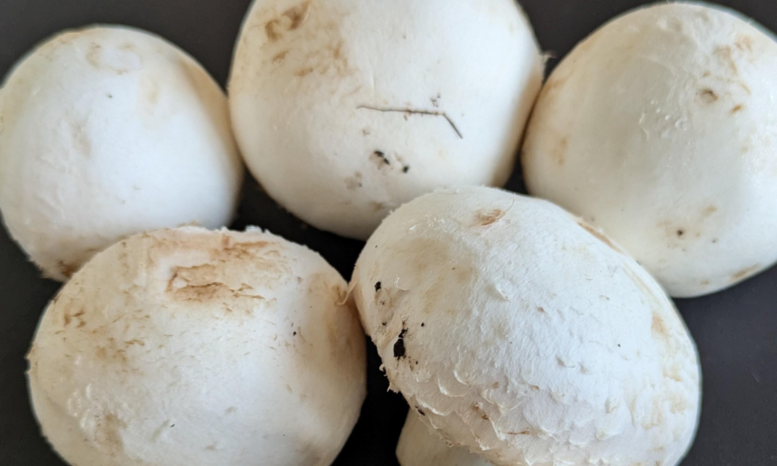 A crate of freshly harvested white button mushrooms.